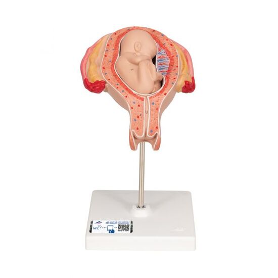 Fetus Model, 5th Month in Breech Position – 3B Smart Anatomy
