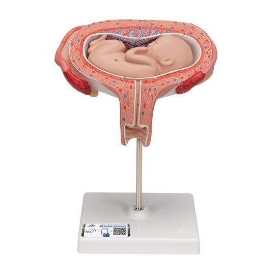 Fetus Model, 5th Month in Dorsal Position – 3B Smart Anatomy