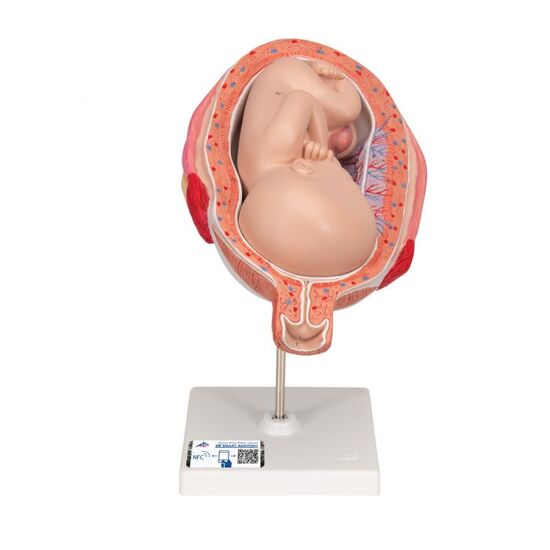 Fetus Model, 7th Month – 3B Smart Anatomy