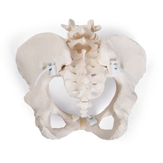Flexible Human Female Pelvis Model, Flexibly Mounted – 3B Smart Anatomy