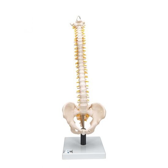 Flexible Human Spine Model with Soft Intervertebral Discs – 3B Smart Anatomy