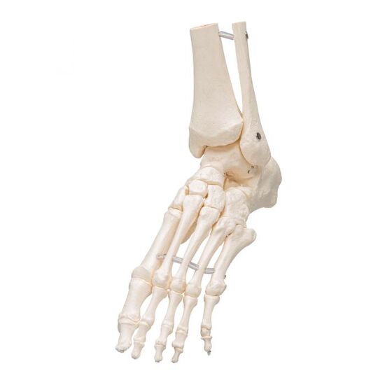 Foot & Ankle Skeleton, Elastic Mounted – 3B Smart Anatomy