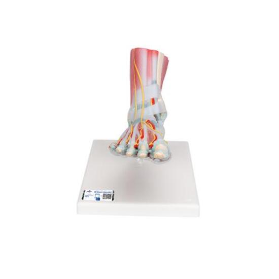 Foot Skeleton Model with Ligaments & Muscles – 3B Smart Anatomy