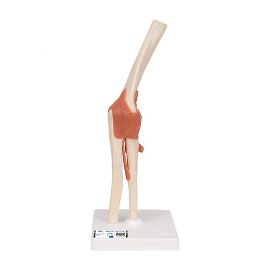 Functional Human Elbow Joint Model with Ligaments & Marked Cartilage – 3B Smart Anatomy