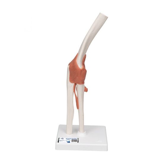 Functional Human Elbow Joint Model with Ligaments – 3B Smart Anatomy