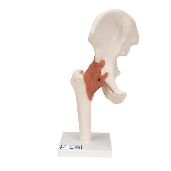 Functional Human Hip Joint Model – 3B Smart Anatomy