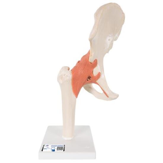 Functional Human Hip Joint Model with Ligaments & Marked Cartilage - 3B Smart Anatomy