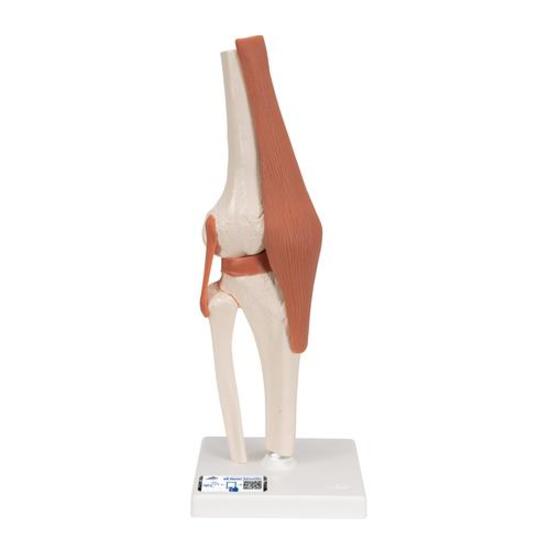 Functional Human Knee Joint Model with Ligaments – 3B Smart Anatomy