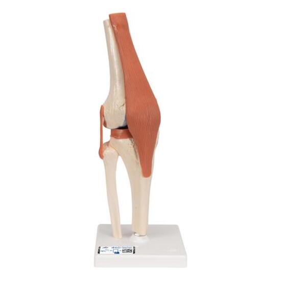 Functional Human Knee Joint Model with Ligaments & Marked Cartilage – 3B Smart Anatomy