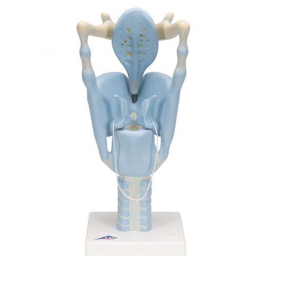 Functional Human Larynx Model, 3 times Full-Size – 3B Smart Anatomy