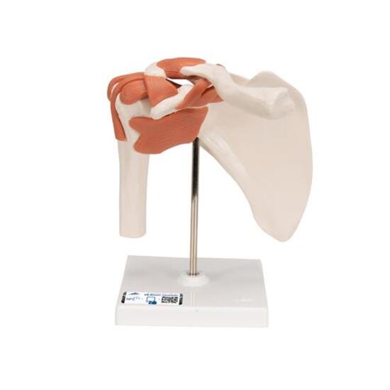 Functional Human Shoulder Joint – 3B Smart Anatomy