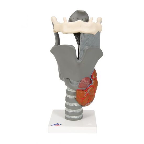 Functional Larynx Model, 2.5 times Full-Size – 3B Smart Anatomy