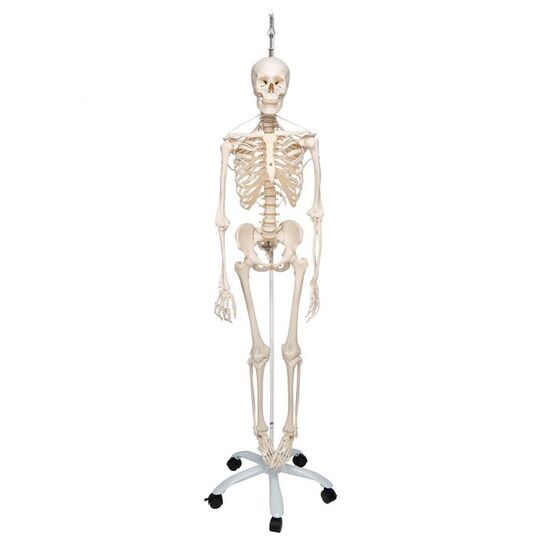 Functional & Physiological Human Skeleton Model Frank on Hanging Stand – 3B Smart Anatomy