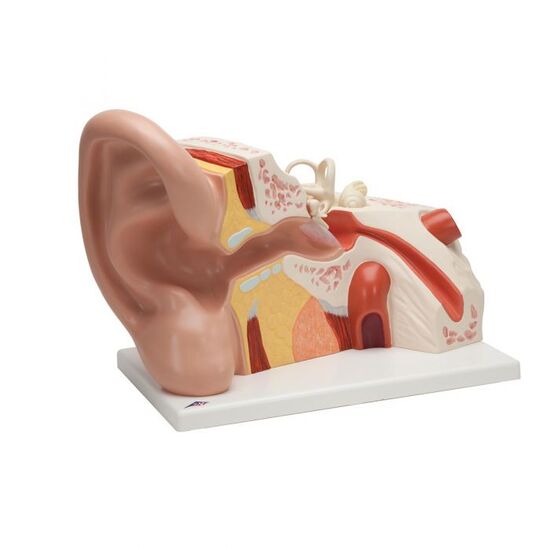 Giant Ear Model, 5 times Full-Size, 3 part - 3B Smart Anatomy