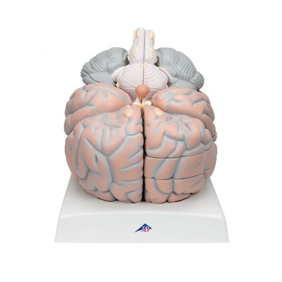 Giant Human Brain Model, 2.5 times Full-Size, 14 part – 3B Smart Anatomy