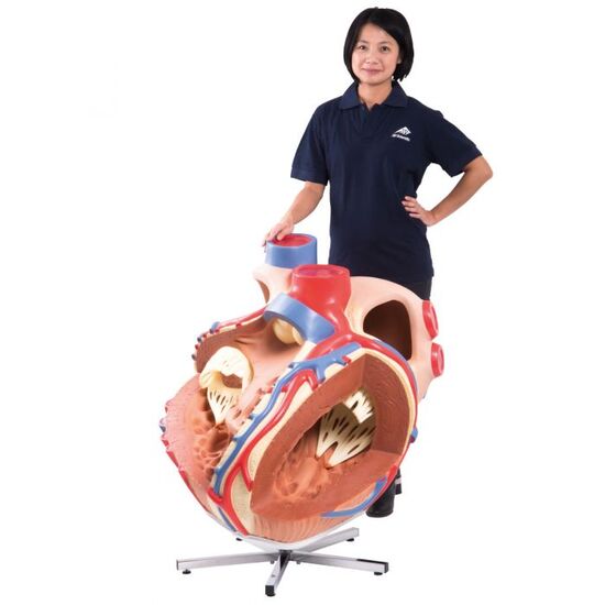 Giant Human Heart Model, 8 times Life-Size – 3B Smart Anatomy