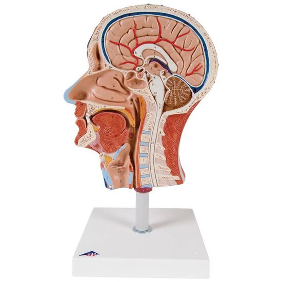 Half Head Model with Neck, Muscles, Blood Vessels & Nerve Branches – 3B Smart Anatomy