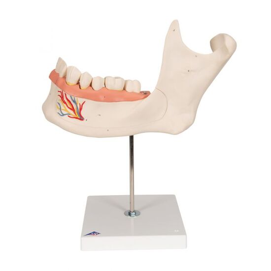 Half Lower Human Jaw Model, 3 times Full-Size, 6 part – 3B Smart Anatomy
