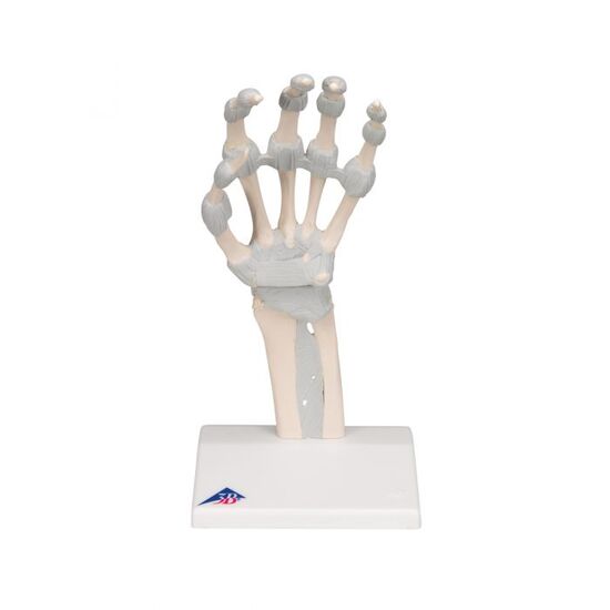 Hand Skeleton Model with Elastic Ligaments – 3B Smart Anatomy