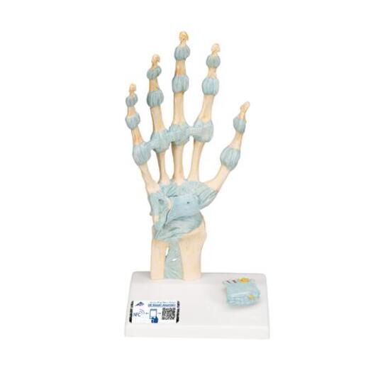 Hand Skeleton Model with Ligaments & Carpal Tunnel – 3B Smart Anatomy
