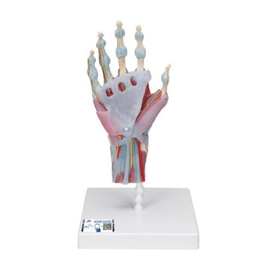 Hand Skeleton Model with Ligaments & Muscles - 3B Smart Anatomy