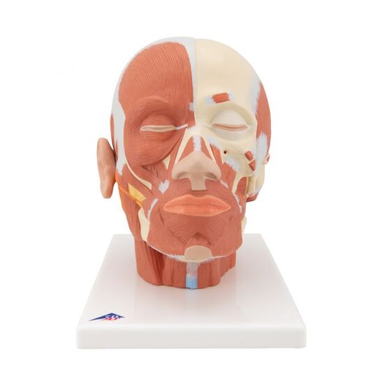 Head Musculature Model – 3B Smart Anatomy
