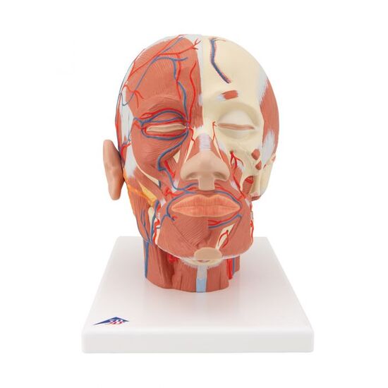 Head Musculature Model with Blood Vessels – 3B Smart Anatomy