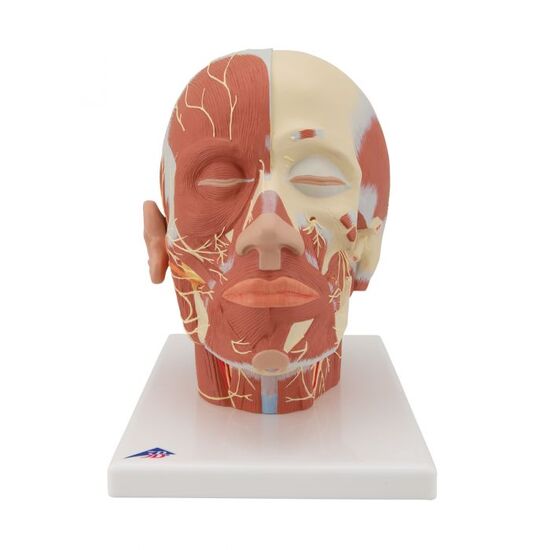 Head Musculature Model with Nerves – 3B Smart Anatomy