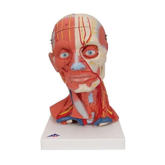 Head and Neck Musculature Model, 5 part – 3B Smart Anatomy