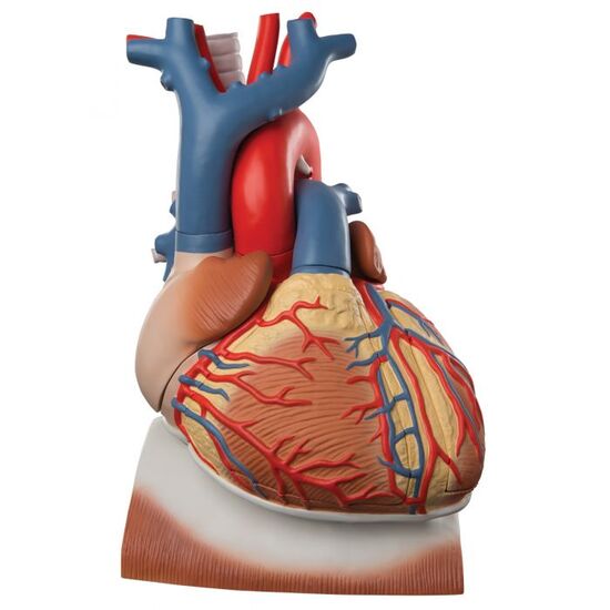 Heart and Diaphragm Model, 3 times Life-Size, 10 part – 3B Smart Anatomy