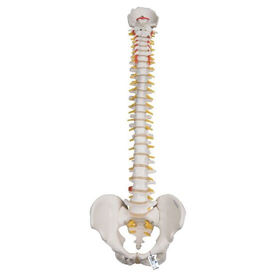Highly Flexible Human Spine Model, Mounted on a Flexible Core – 3B Smart Anatomy