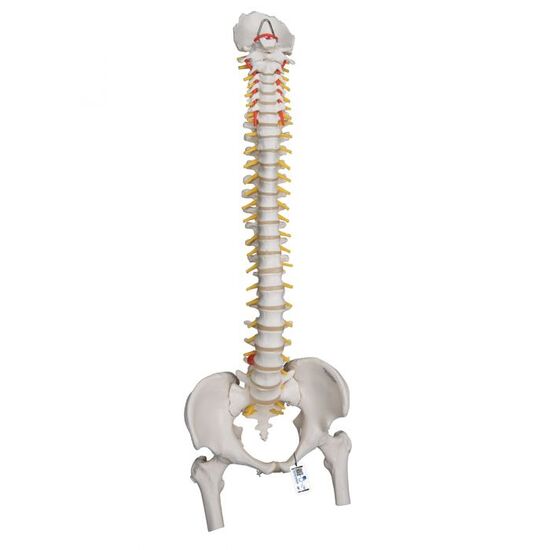 Highly Flexible Human Spine Model, Mounted on a Flexible Core, with Femur Heads – 3B Smart Anatomy