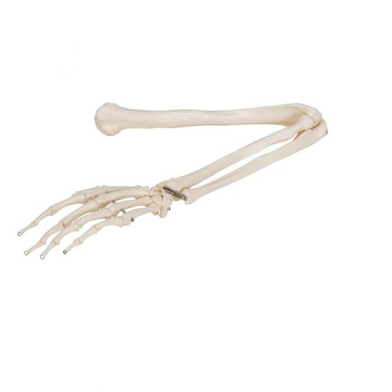 Human Arm Skeleton Model, Wire Mounted – 3B Smart Anatomy