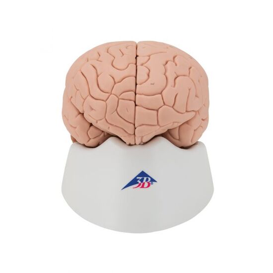 Human Brain Model, 4 part – 3B Smart Anatomy