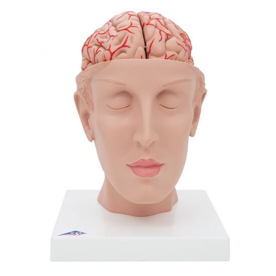 Human Brain Model with Arteries on Base of Head, 8 part – 3B Smart Anatomy