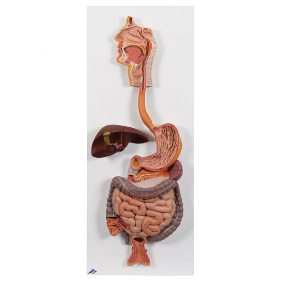 Human Digestive System Model, 2 part – 3B Smart Anatomy