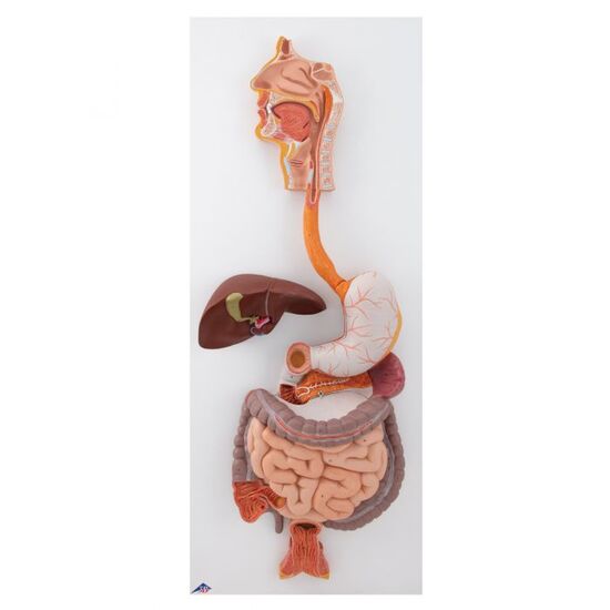 Human Digestive System Model, 3 part – 3B Smart Anatomy