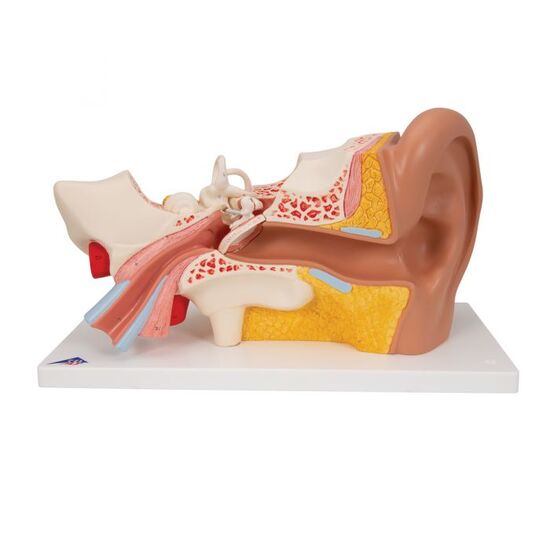 Human Ear Model, 3 times Life-Size, 4 part - 3B Smart Anatomy