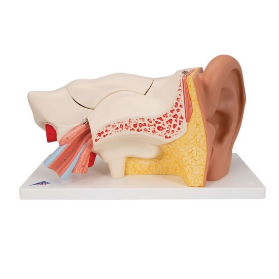Human Ear Model, 3 times Life-Size, 6 part – 3B Smart Anatomy