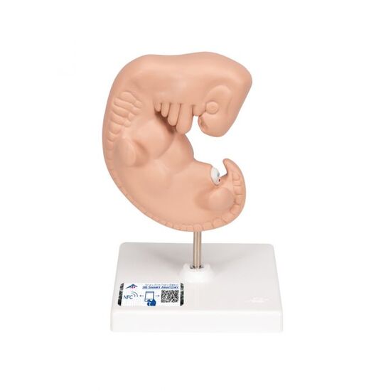 Human Embryo Model, 25 times Life-Size – 3B Smart Anatomy