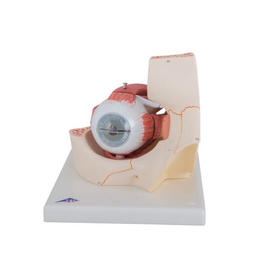 Human Eye Model, 3 times Full-Size, 7 part – 3B Smart Anatomy