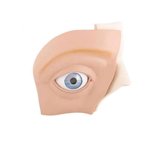 Human Eye Model, 5 times Full-Size, 12 part – 3B Smart Anatomy