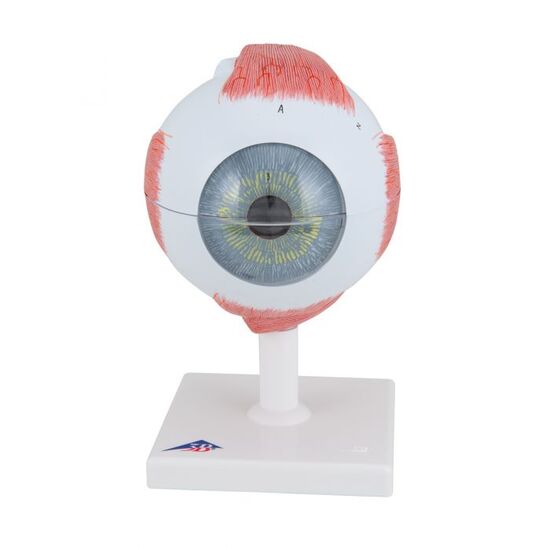 Human Eye Model, 5 times Full-Size, 6 part – 3B Smart Anatomy