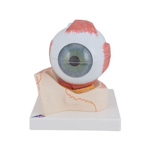Human Eye Model, 5 times Full-Size, 7 part – 3B Smart Anatomy