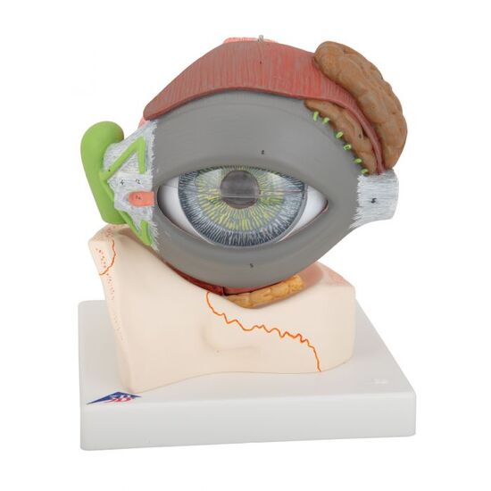 Human Eye Model, 5 times full-size, 8 part – 3B Smart Anatomy