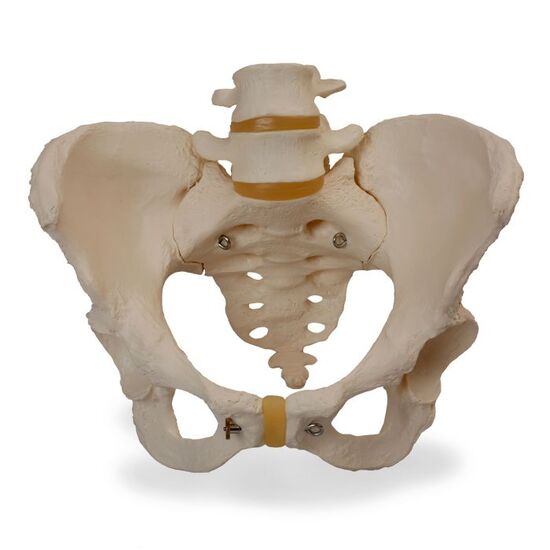 Human Female Pelvic Skeleton Model – 3B Smart Anatomy