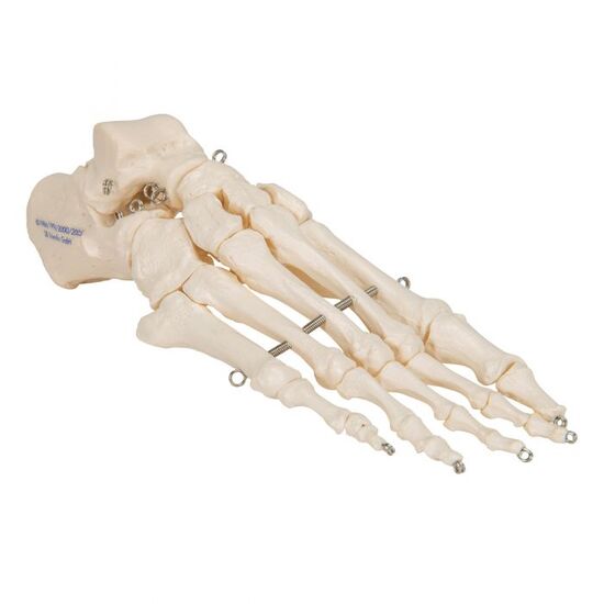 Human Foot Skeleton, Wire Mounted – 3B Smart Anatomy