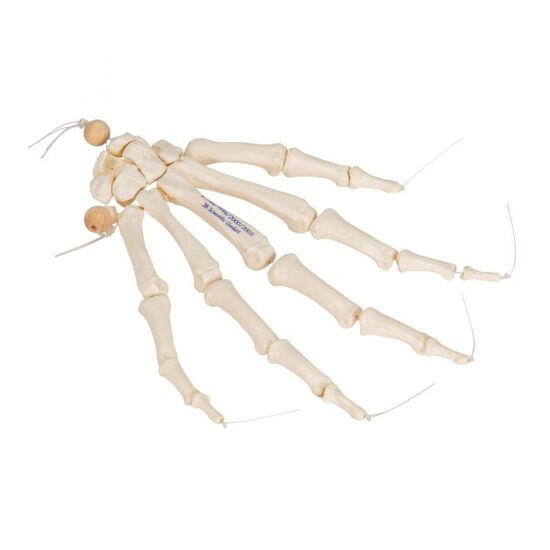 Human Hand Skeleton Model, Loosely on Nylon String – 3B Smart Anatomy