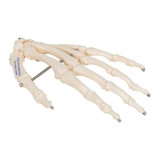 Human Hand Skeleton Model, Wire Mounted – 3B Smart Anatomy