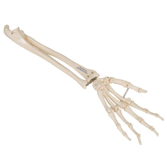 Human Hand Skeleton Model with Ulna & Radius, Elastic Mounted String – 3B Smart Anatomy